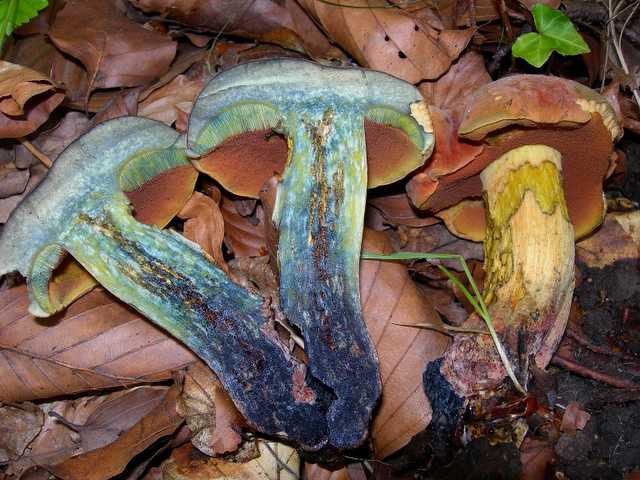 2005 :  Un anno di funghi